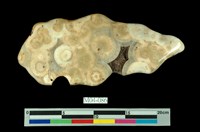 藏品(霰石)的圖片